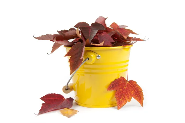 Fall concept autumn leaves in a bucket — Stock Photo, Image