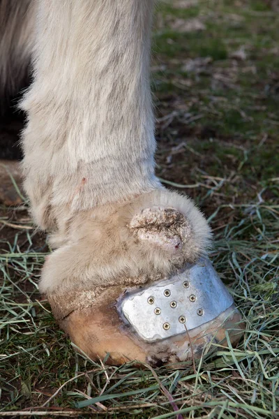 Linfedema progresivo crónico equino — Foto de Stock