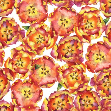 Kırmızı, güzel, Bahar Lale. Resimde. Suluboya