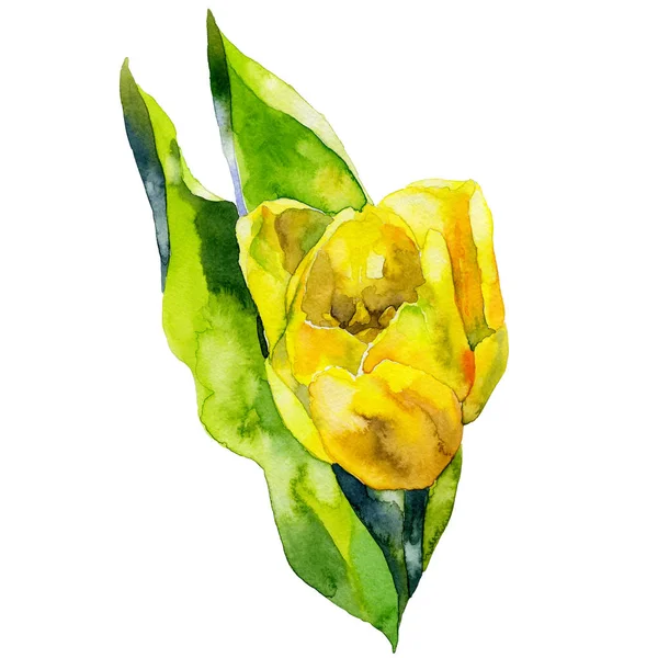 Жовтий, красивий, садовий, декоративний тюльпан. Весна, літо, жіноча, перша, фіолетова квітка. Запашна, свіжа, красива флора. Акварель. Ілюстрація — стокове фото