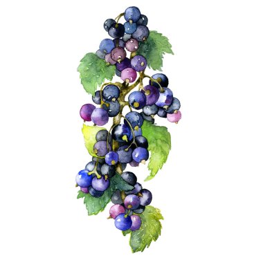 Olgun, lezzetli, aromatik, yaz, siyah, Bahçe Frenk üzümü. Suluboya. İllüstrasyon