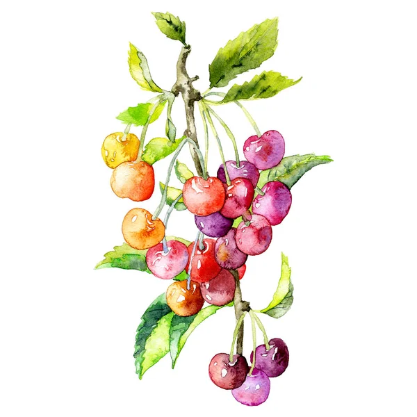 樱桃红的、 成熟的、 美味，夏天群。水彩画。插图 — 图库照片