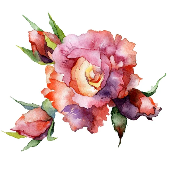 Red, beautiful, garden, noble rose. Juicy, beautiful, fragrant flower. Colorful, decorative, suburban flora. Watercolor. illustration — Stock Photo, Image