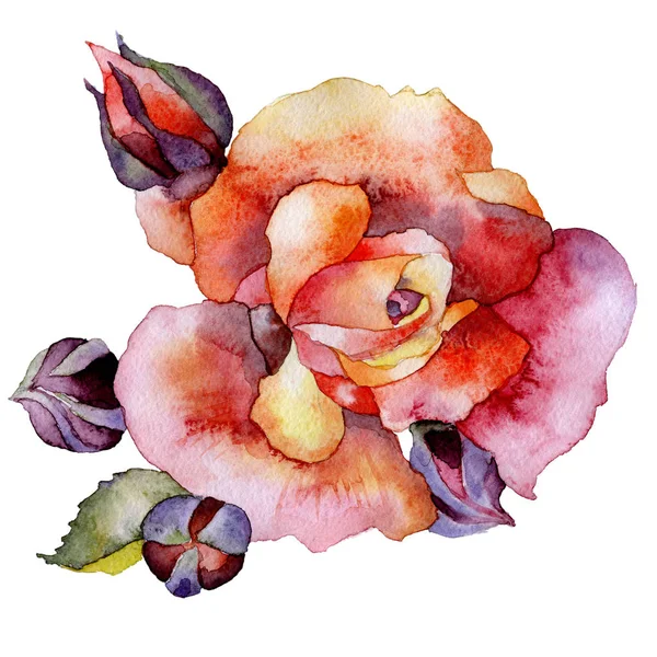 Κόκκινος, όμορφος, Κήπος, ευγενές τριαντάφυλλο. Ζουμερό, όμορφο, ευωδιαστό λουλούδι. Πολύχρωμη, διακοσμητική, προαστιακή χλωρίδα. Ακουαρέλα. Εικόνα — Φωτογραφία Αρχείου
