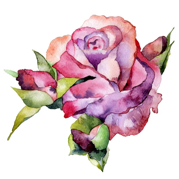 빨강, 아름 다운, 정원, 고귀한 장미. 육즙, 아름다운, 향기로운 꽃입니다. 다채로운, 장식, 교외 식물. 수채화. 그림 — 스톡 사진