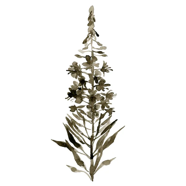 Een veld, een rustieke, zomer, monochroom cyprus bloem. Bloeiende Sally. Aquarel. Illustratie — Stockfoto