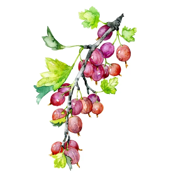 Reif, schmackhaft, Sommer, Garten, duftende Stachelbeere. ein Bund nützlicher Beeren. Aquarell. Illustration — Stockfoto