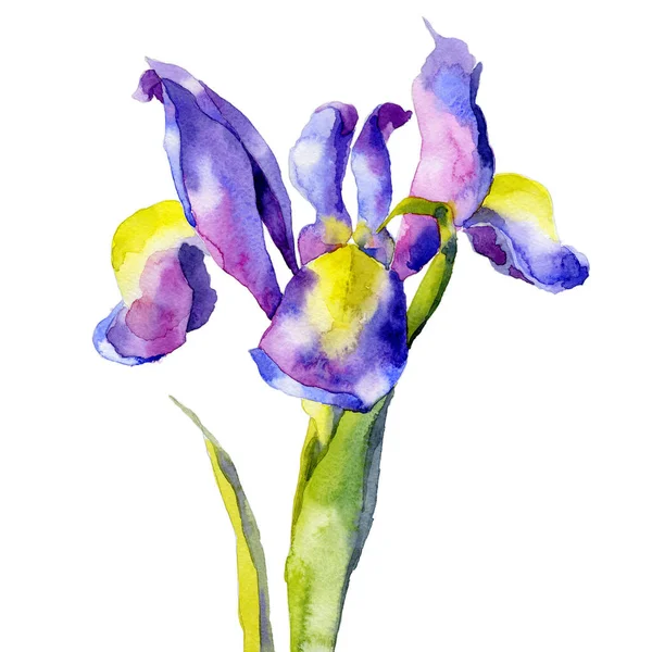 Violette, belle, jardin, jardin, prairie, fleurs ornementales. Iris noble, mince, fort et parfumé. Bouquet festif. Aquarelle. Illustration — Photo