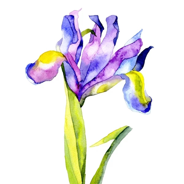 Violette, belle, jardin, jardin, prairie, fleurs ornementales. Iris noble, mince, fort et parfumé. Bouquet festif. Aquarelle. Illustration — Photo