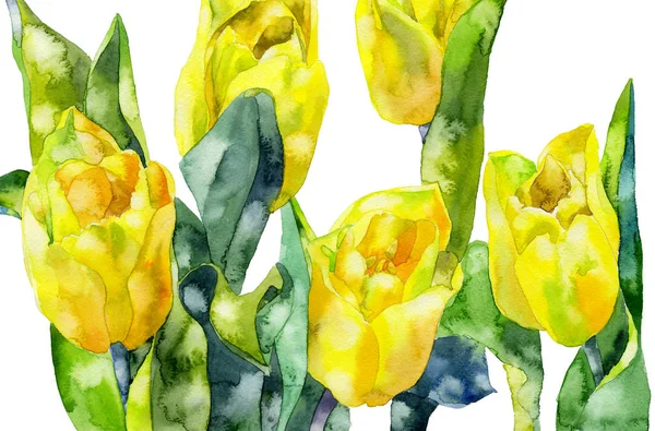 Gul, vacker, trädgård, dekorativ tulpan. Vår, sommar, feminin, första, lila blomma. En väldoftande, fräsch, vacker flora. Akvarell. Illustration — Stockfoto