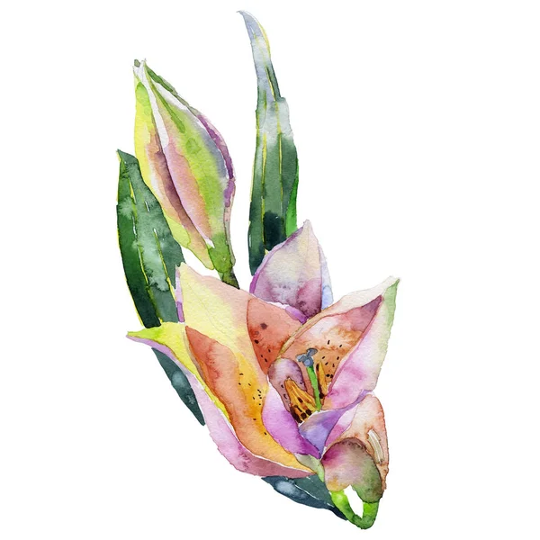 Eine duftende, schöne, feminine Blütenlilie. Aquarell. Illustration — Stockfoto