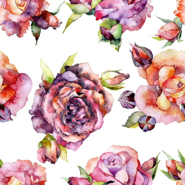 Rojo, rosa, hermoso, primavera, verano, rosas suculentas. Pradera de flores. Acuarela. Ilustración — Foto de Stock