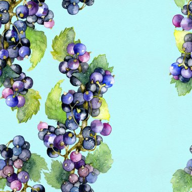 Olgun, lezzetli, aromatik, yaz, siyah, Bahçe Frenk üzümü. Suluboya. İllüstrasyon