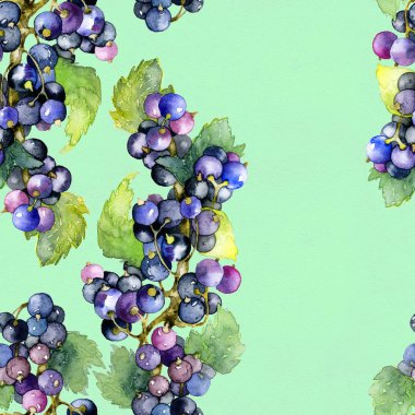 Olgun, lezzetli, aromatik, yaz, siyah, Bahçe Frenk üzümü. Suluboya. İllüstrasyon