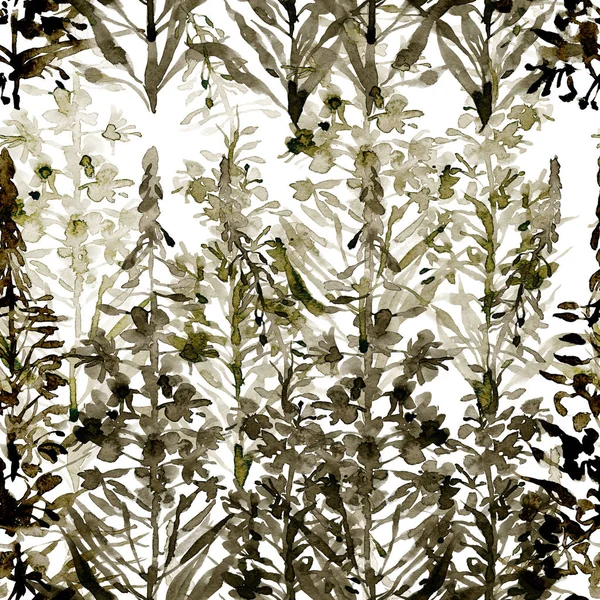 Un campo, un rústico, verano, flor de ciprus monocromo. Sally floreciente. Acuarela. Ilustración —  Fotos de Stock