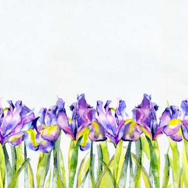 Purple, summer, purple, beautiful, blossoming iris flowers. Watercolor. Illustration clipart