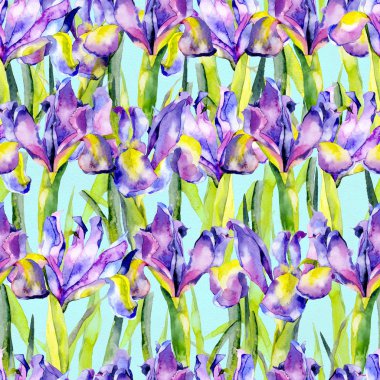 Mor, yaz, mor, güzel, Iris çiçek çiçek açması. Suluboya. İllüstrasyon