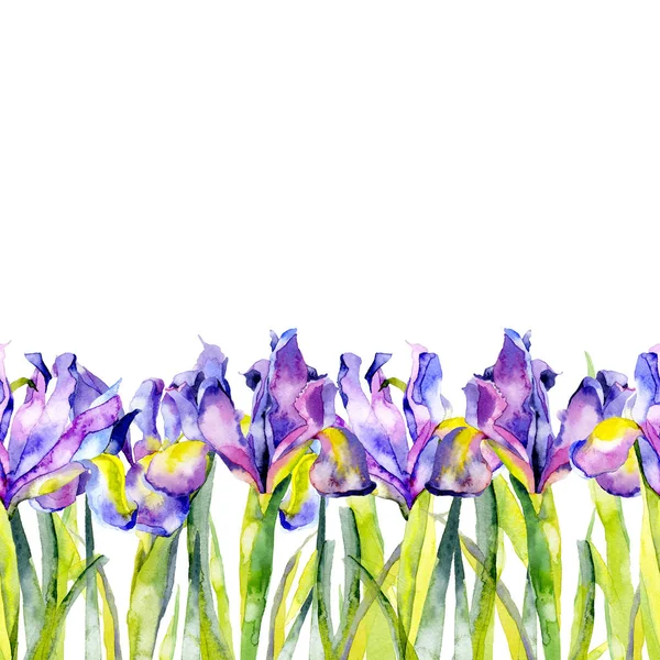 Lila, nyári, lila, szép, virágzó virágok iris. Akvarell. Illusztráció — Stock Fotó