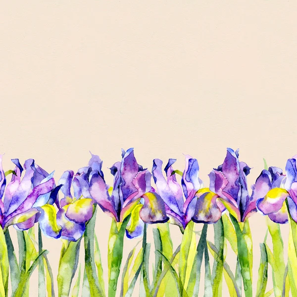 Lila, sommar, lila, vackra, blommande iris blommor. Akvarell. Illustration — Stockfoto