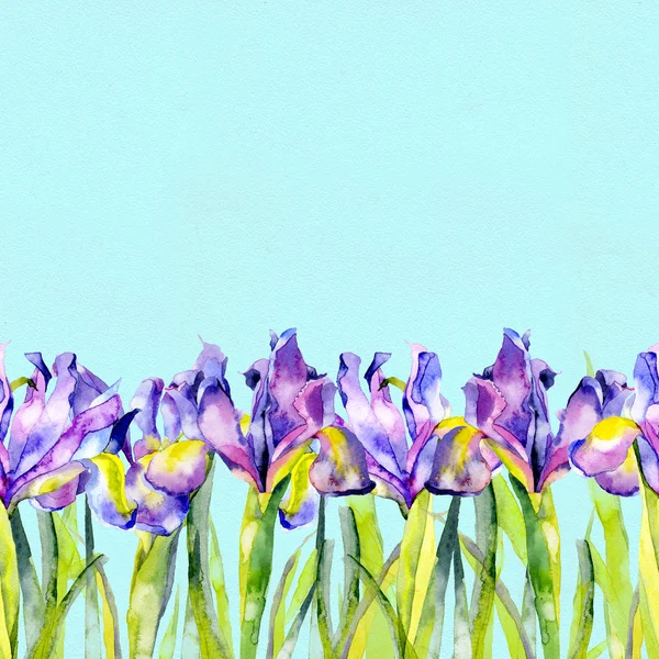 Violet, été, violet, belles fleurs d'iris en fleurs. Aquarelle. Illustration — Photo