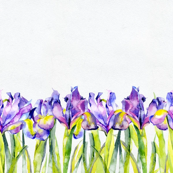 Violet, été, violet, belles fleurs d'iris en fleurs. Aquarelle. Illustration — Photo