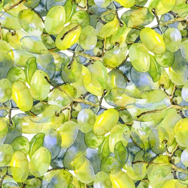 Yeşil, mor, lezzetli, sağlıklı üzümler. Güneyli, olgun, taze, şarap lı. Bir demet lezzetli, sulu üzüm. Dekoratif, yabani meyveler. Suluboya. Illüstrasyon