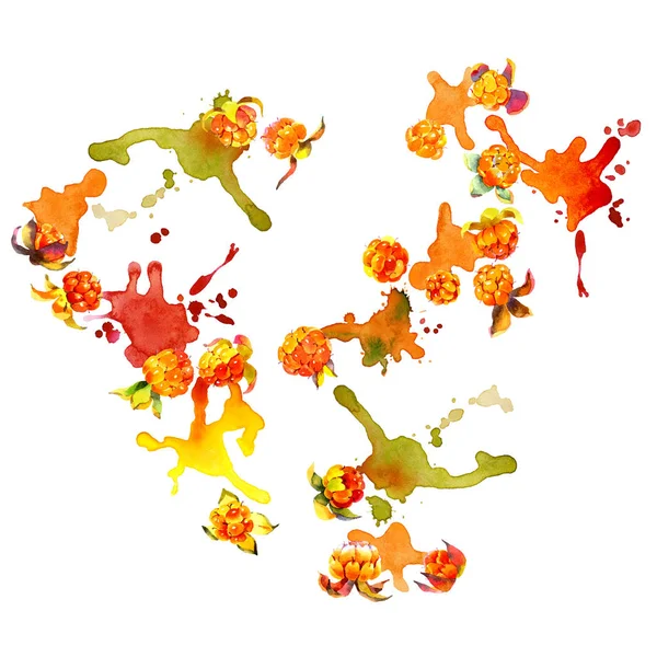 Kırmızı, Bahçe, olgun, lezzetli, güzel kokulu cloudberries. Çayır, alan, turuncu berry. Yaz, Sonbahar, orman, vahşi bitki. Kuzey bitki örtüsü. Parlak, bulanık, şekilsiz noktalar ve kir. Suluboya. İllüstrasyon