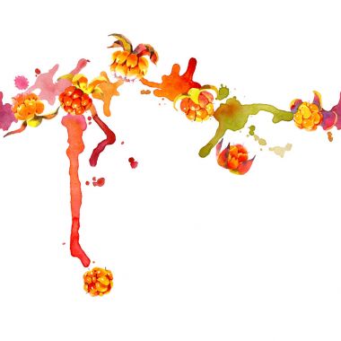 Orman, Sonbahar, turuncu berry. Lezzetli, iştah açıcı, olgun cloudberries. Kuzey, soğuk, sarı meyve. Küçük, yumuşak, nemli tohumları. Kirli, sulu, renkli çizgili. Suluboya. İllüstrasyon