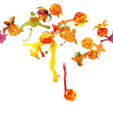 Orman, Sonbahar, turuncu berry. Lezzetli, iştah açıcı, olgun cloudberries. Kuzey, soğuk, sarı meyve. Küçük, yumuşak, nemli tohumları. Kirli, sulu, renkli çizgili. Suluboya. İllüstrasyon