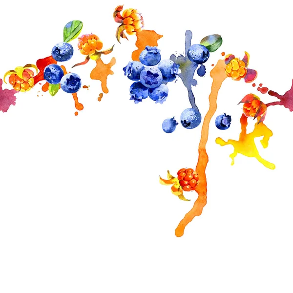 Orman, Kuzey, mavi yaban mersini. Lezzetli, olgun, turuncu cloudberry. İştah açıcı, taze, mavi yaban mersini. Bataklık berry. Kirli, renkli, sulu çizgili. Suluboya. İllüstrasyon