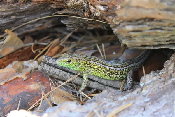  Ahşap çöp üzerinde yeşil kertenkele
