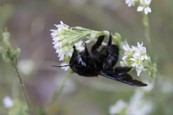 Schwarze Hummel auf einer weißen Blume — Stockfoto