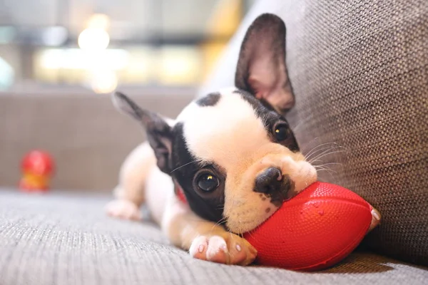 lovey french bulldog puppy playing on a sofa