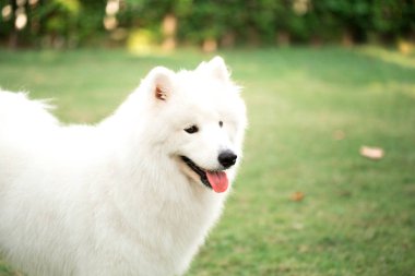 köpek shamoi oynarken arka bahçesinde