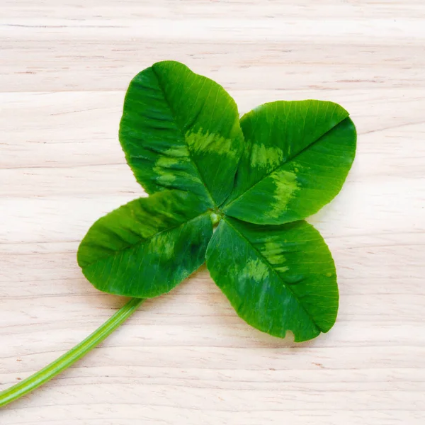 Four-leaf clover. A plant with 4 leaves. A symbol of luck, happiness, success, joy. Concept on the theme of St. Patrick\'s Day.