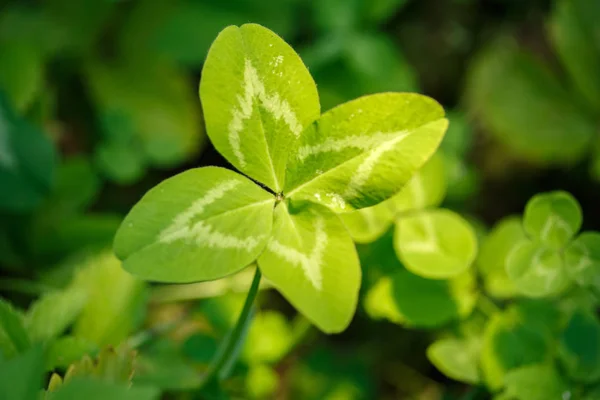 四叶三叶草 有4叶的植物 象征幸运 帕特里克节主题的概念 — 图库照片