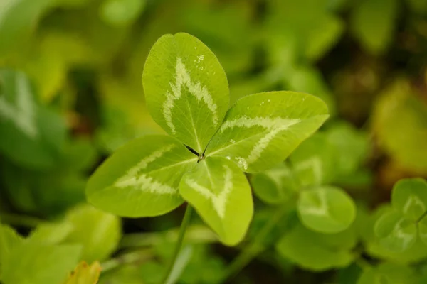 四叶三叶草 有4叶的植物 象征幸运 帕特里克节主题的概念 — 图库照片