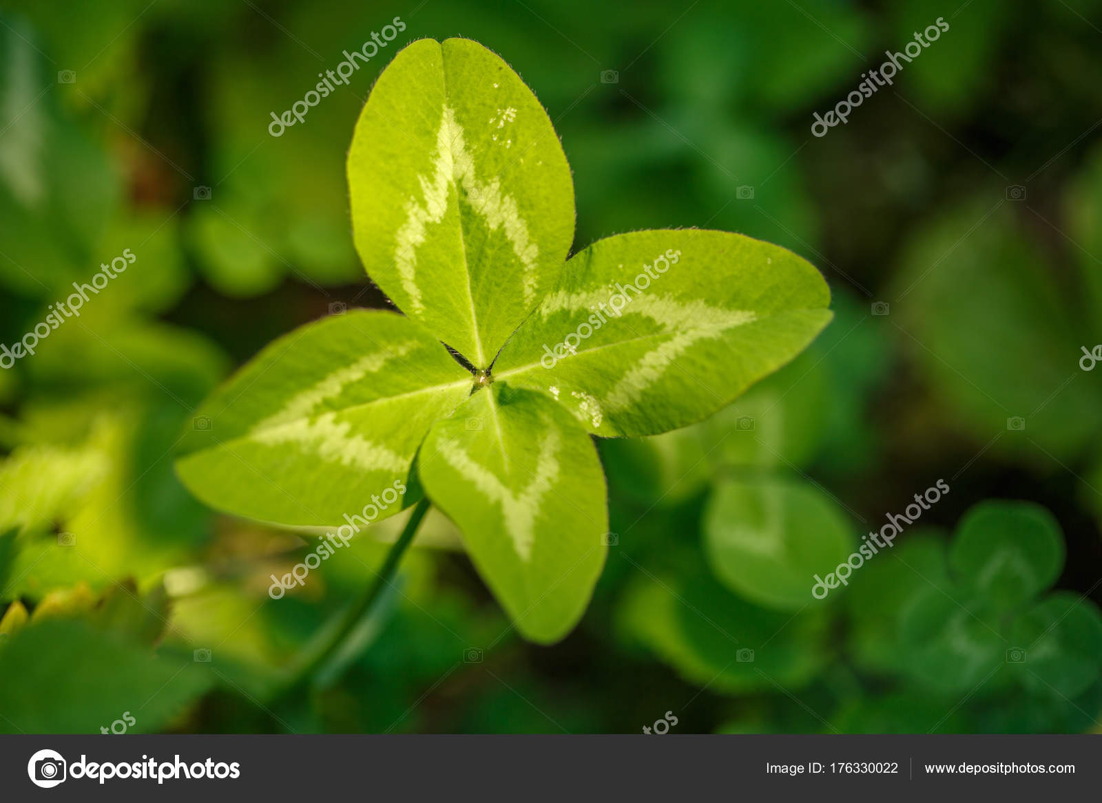 Fourleaf clover. A plant with 4 leaves. A symbol of luck, happi