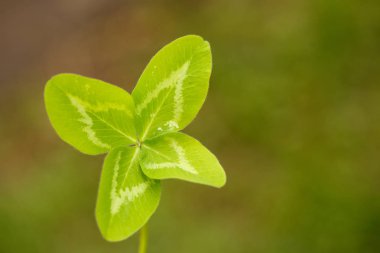 Dört yapraklı yonca. 4 yaprakları olan bir bitki. Şans, happi sembolü