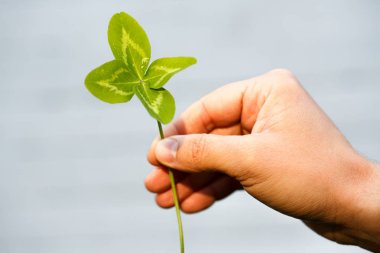 Dört leaved yonca elinde. 4 yaprakları olan bir bitki. Şans, mutluluk, başarı, mutluluk sembolü. Sevgililer günü temalı konsept.