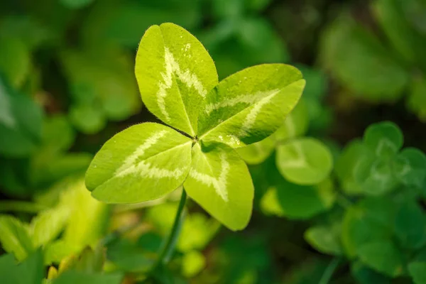 四つ葉のクローバー 葉を持つ植物 喜びの象徴 聖パトリックの日をテーマにコンセプト — ストック写真