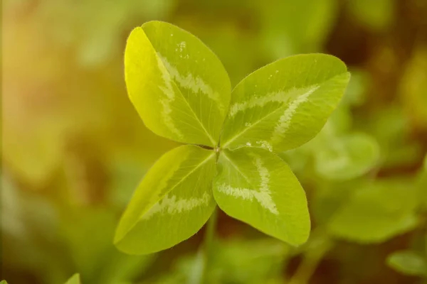 Four-leaf clover. A plant with 4 leaves. A symbol of luck, happi
