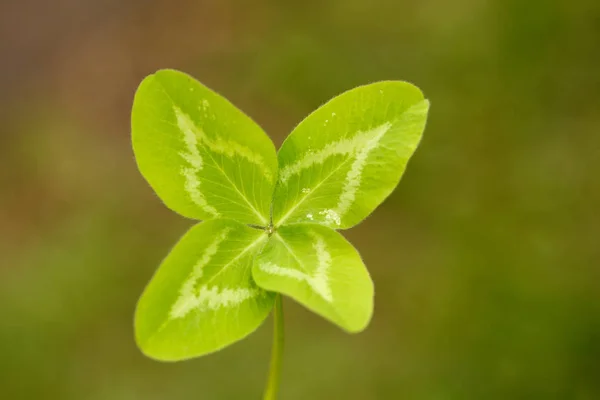 Four-leaf clover. A plant with 4 leaves. A symbol of luck, happi — Stock Photo, Image