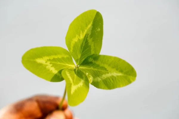 Fyra Leaved Klöver Hand Växt Med Blad Symbol För Lycka — Stockfoto