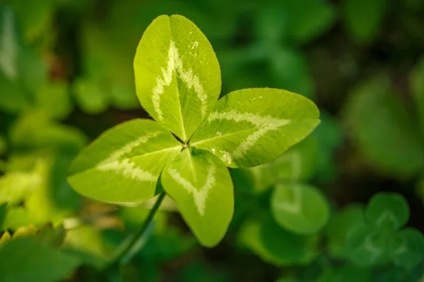 四つ葉のクローバー。4 葉を持つ植物。運がよければ、法被のシンボル ストック画像