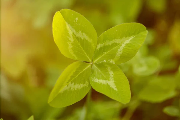 Vierblatt-Kleeblatt. eine Pflanze mit 4 Blättern. ein Symbol für Glück, Glück Stockfoto