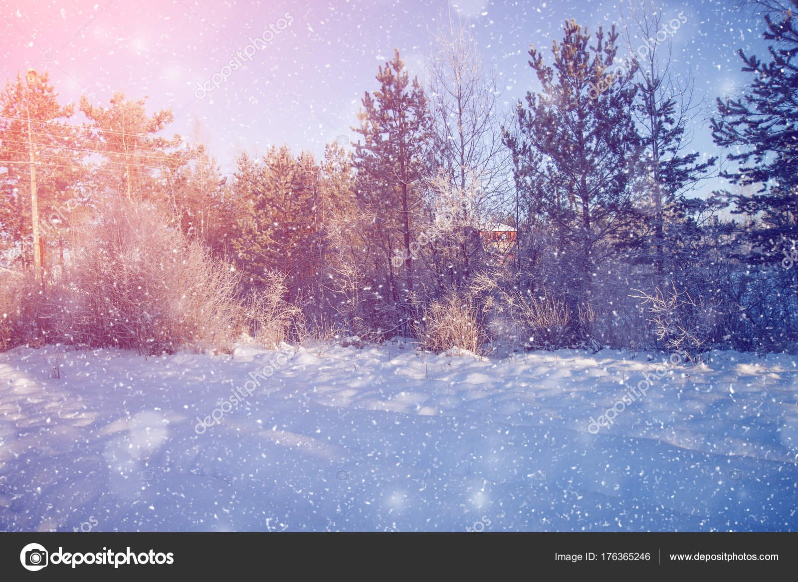 País das maravilhas do inverno cena de fundo, paisagem. Árvores, floresta  em fotos, imagens de © miramiska #176365246