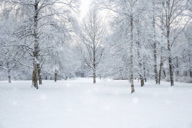 Kış arka plan manzara. Kış harikalar diyarı ağaçlarda. Kış
