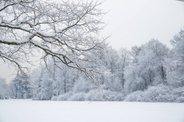 Kış harikalar diyarı sahne arka plan, manzara. Ağaçlar, orman 