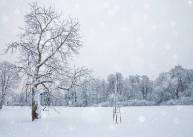 Kış harikalar diyarı sahne arka plan, manzara. Ağaçlar, orman 